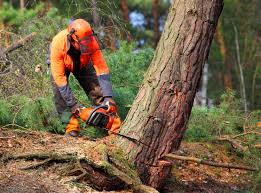 Professional Tree Removal and Landscaping Services in Wimauma, FL